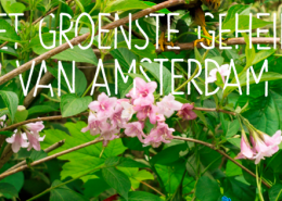Tolhuistuin Zomercampagne 2015